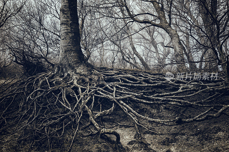 丹麦Møns Klint，一棵树根被雾笼罩的树。